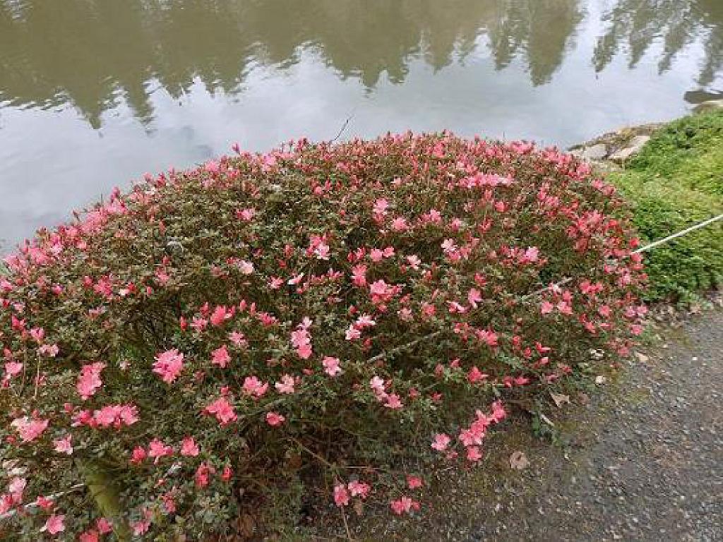 149 PARC ORIENTAL DE MAULEVIER MAINE ET LOIRE 2016 N2_000032.jpg